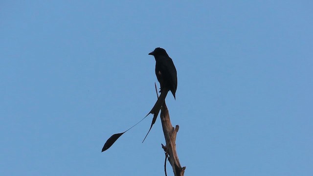 カザリオウチュウ - ML629861857