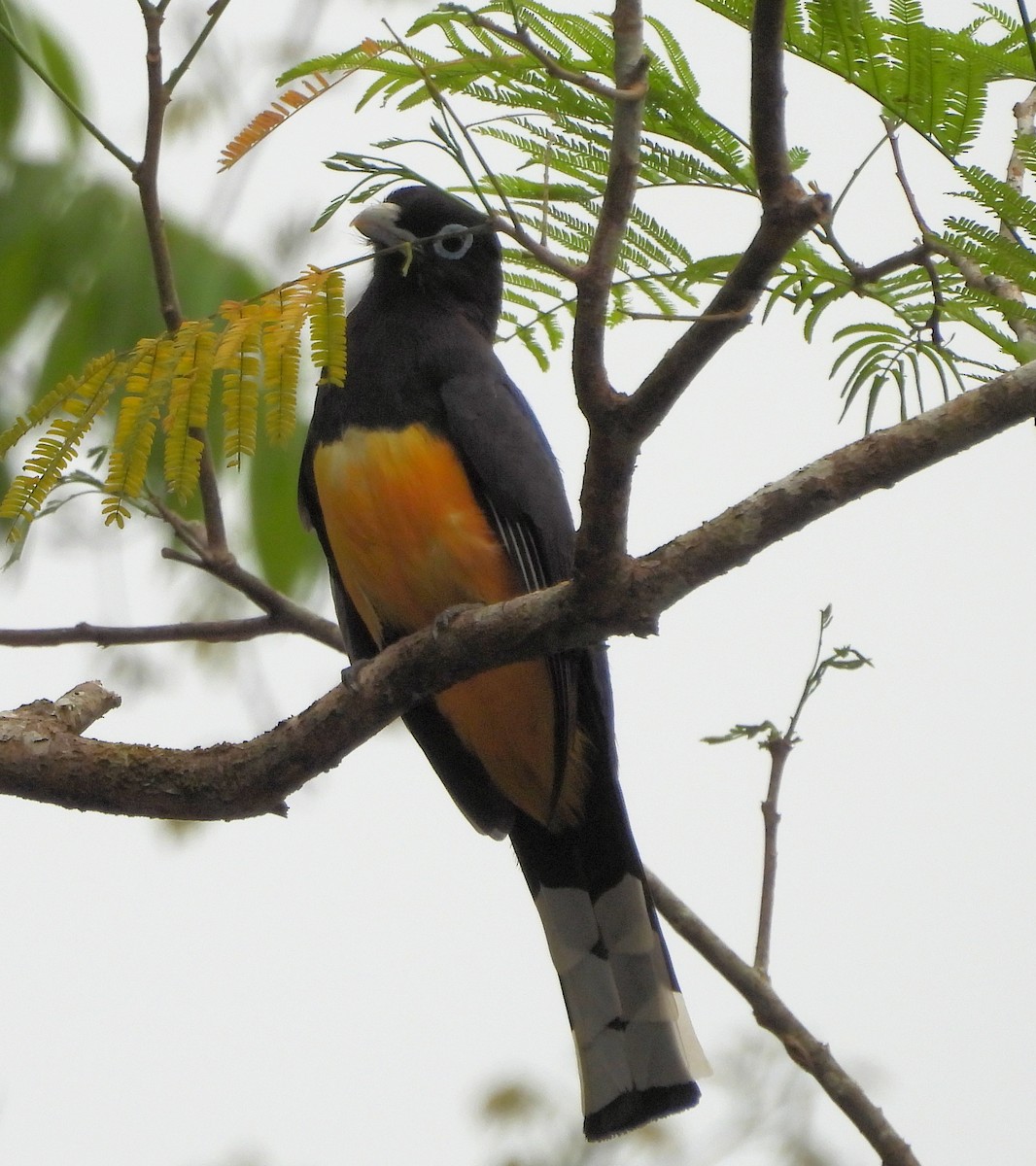 Black-headed Trogon - ML629861874