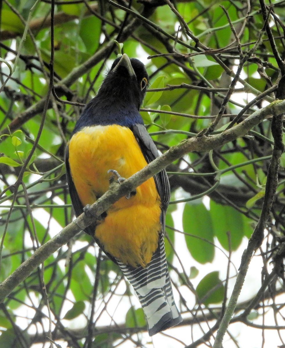 Gartered Violaceous Trogon - ML629861885