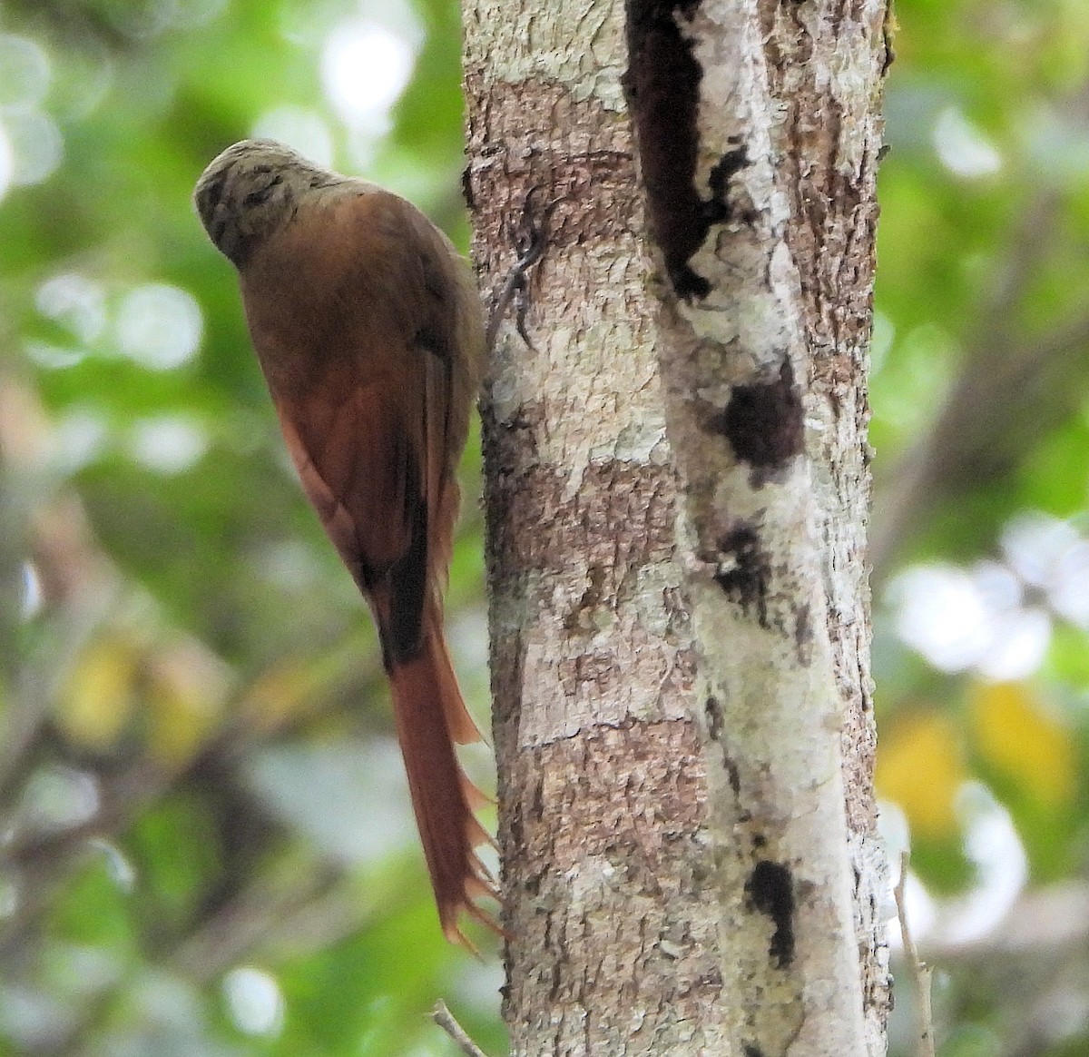 Olivaceous Woodcreeper - ML629861900