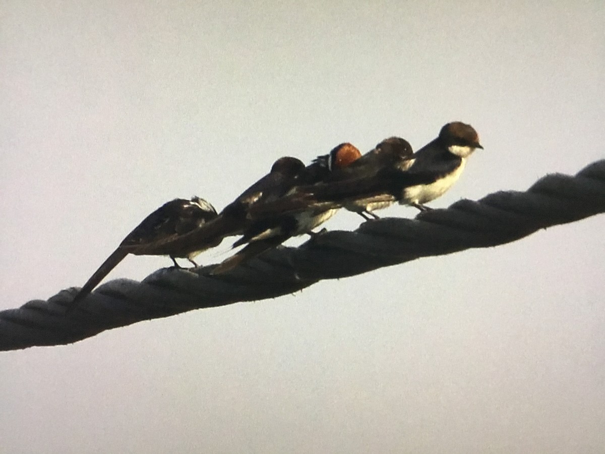 Wire-tailed Swallow - ML629861939