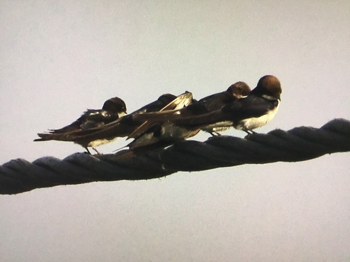 Wire-tailed Swallow - ML629861966