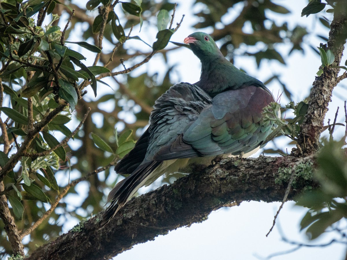 New Zealand Pigeon - ML629861985