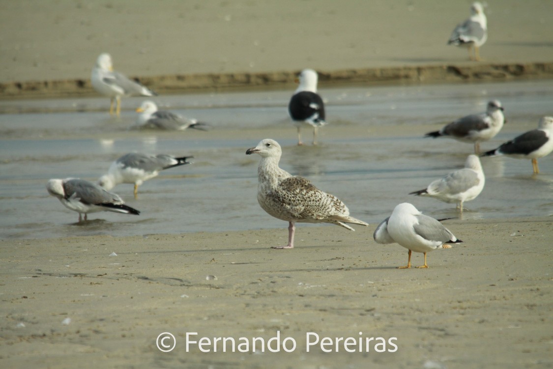 Great Black-backed x Glaucous Gull (hybrid) - ML629862023