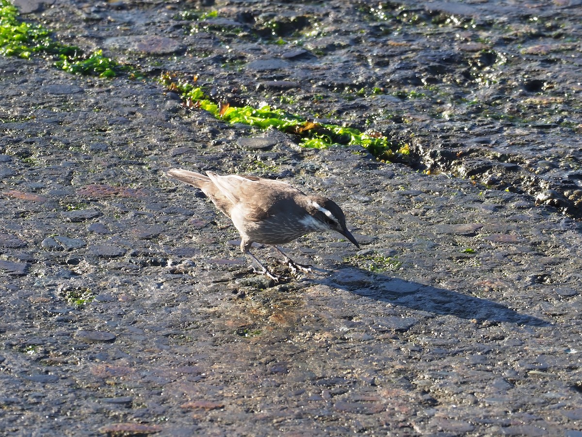 Remolinera Araucana - ML629862045