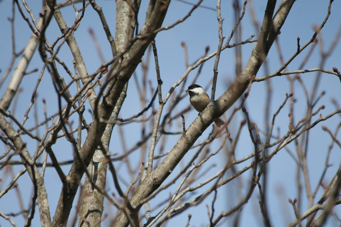 Black-capped Chickadee - ML629862055