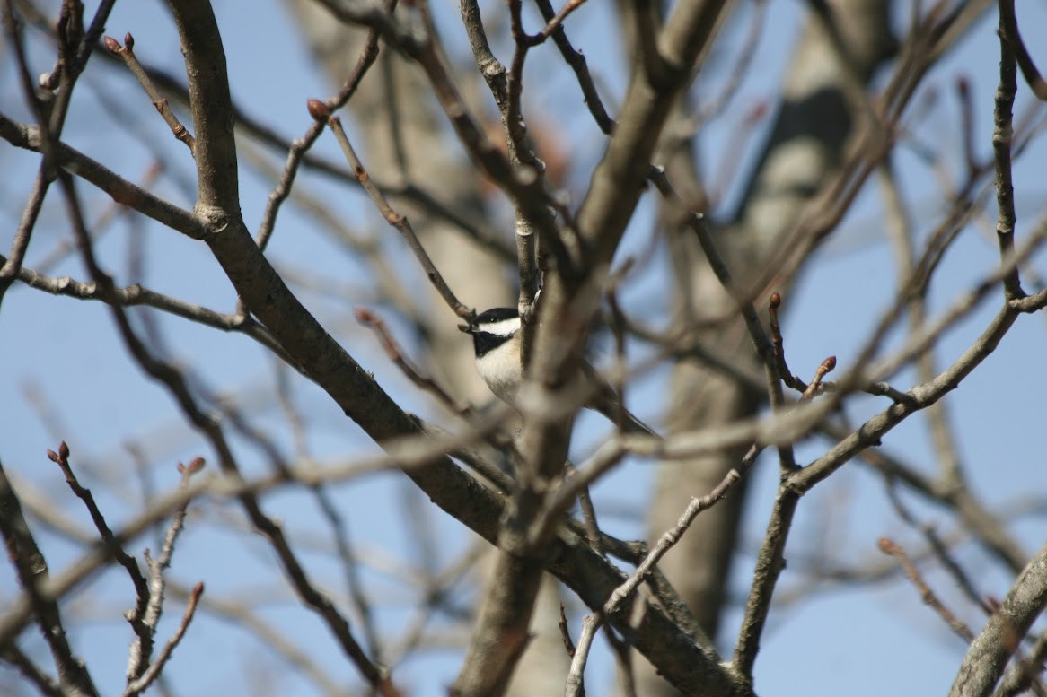 Black-capped Chickadee - ML629862057