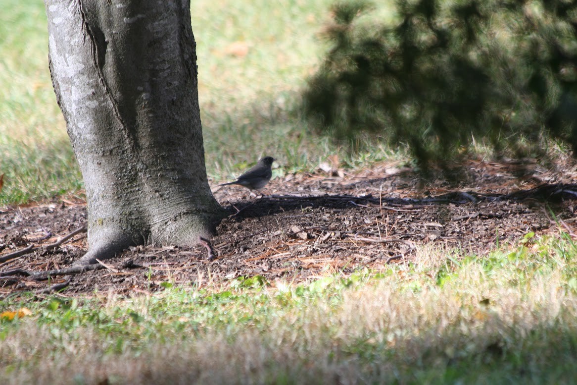 Dark-eyed Junco (Slate-colored) - ML629862059