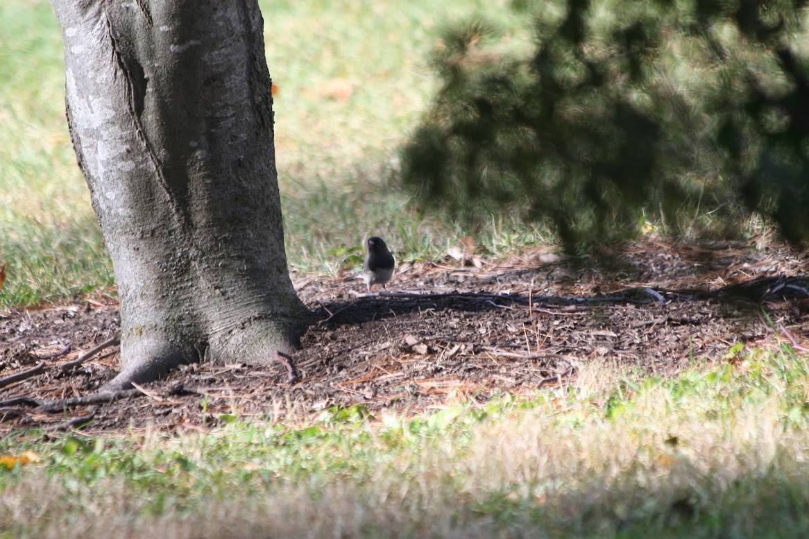 Dark-eyed Junco (Slate-colored) - ML629862070