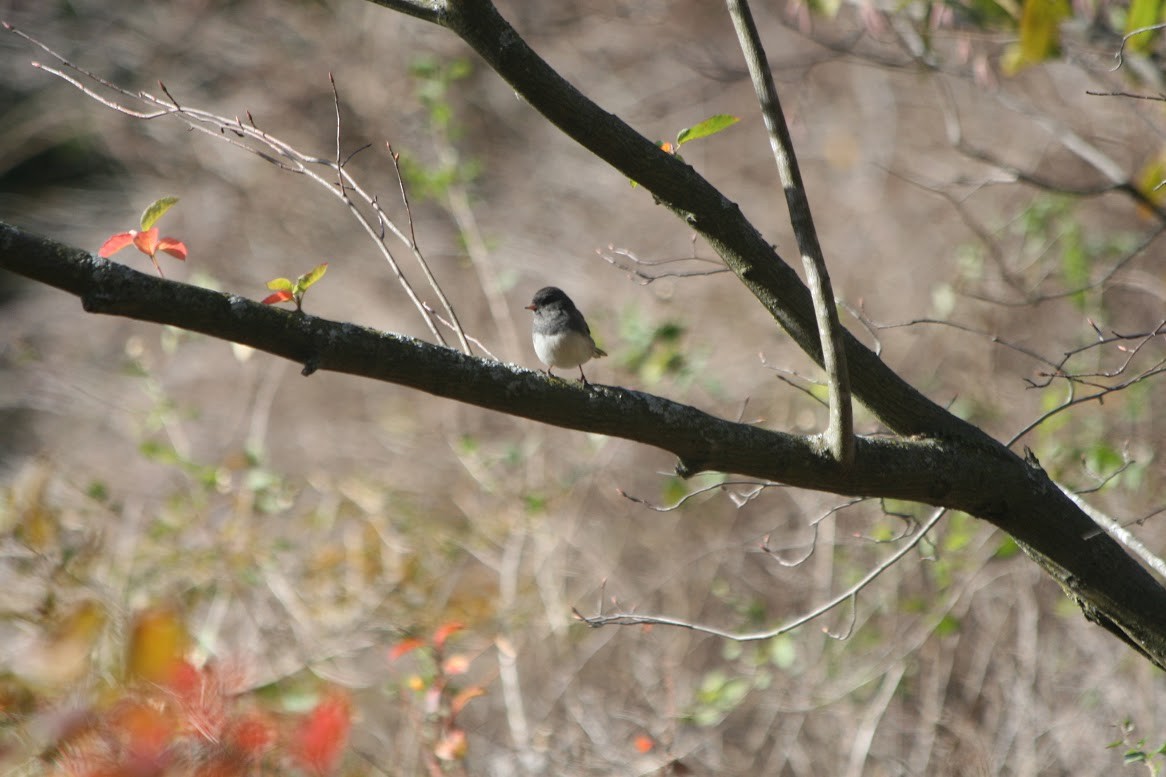 Dark-eyed Junco (Slate-colored) - ML629862073