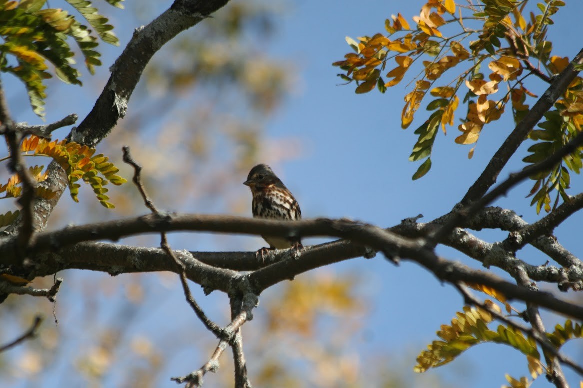 Fox Sparrow - ML629862075