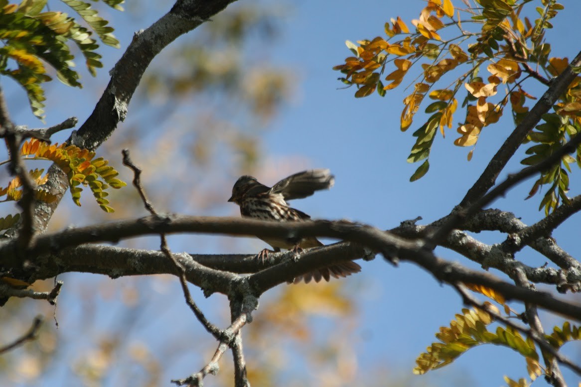 Fox Sparrow - ML629862076