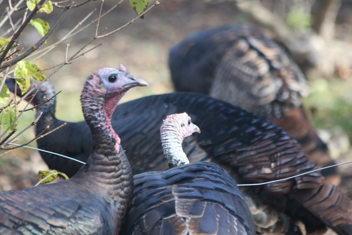 Wild Turkey - ML629862088