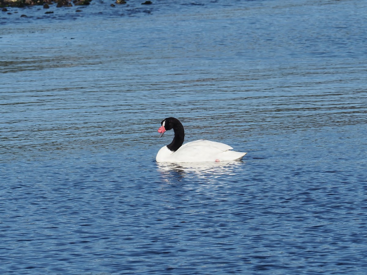 Cisne Cuellinegro - ML629862226