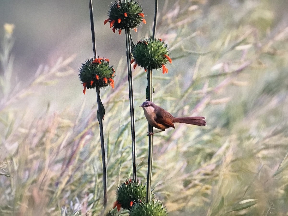 Ashy Prinia - ML629862550