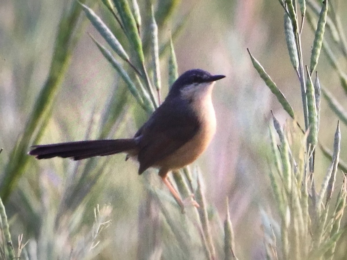 Ashy Prinia - ML629862571
