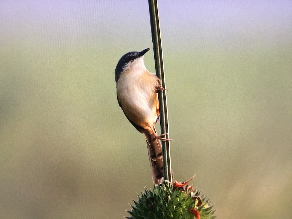 Ashy Prinia - ML629862594