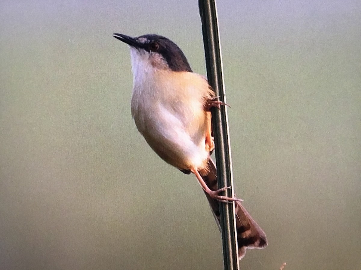 Ashy Prinia - ML629862615