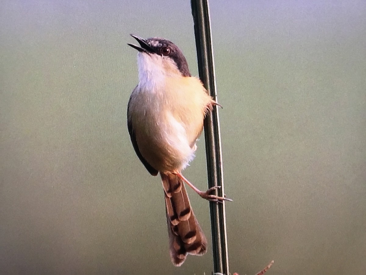 Ashy Prinia - ML629862627