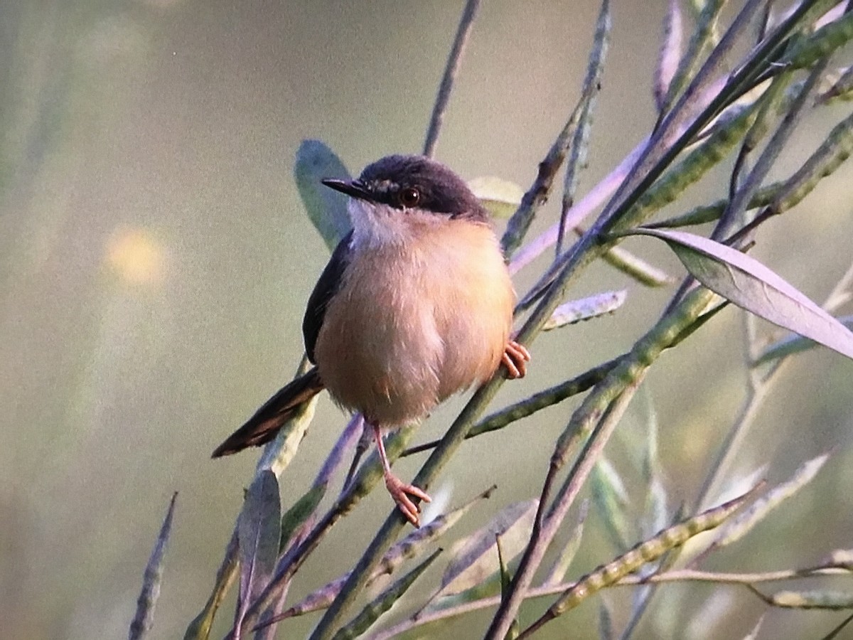 Ashy Prinia - ML629862721