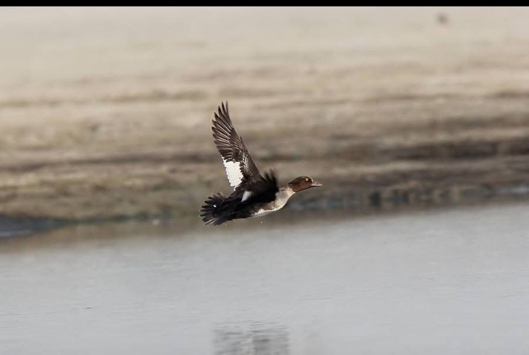 עבראש ירוק - ML629862908