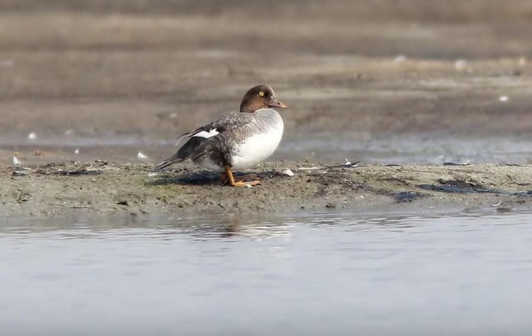 עבראש ירוק - ML629862941