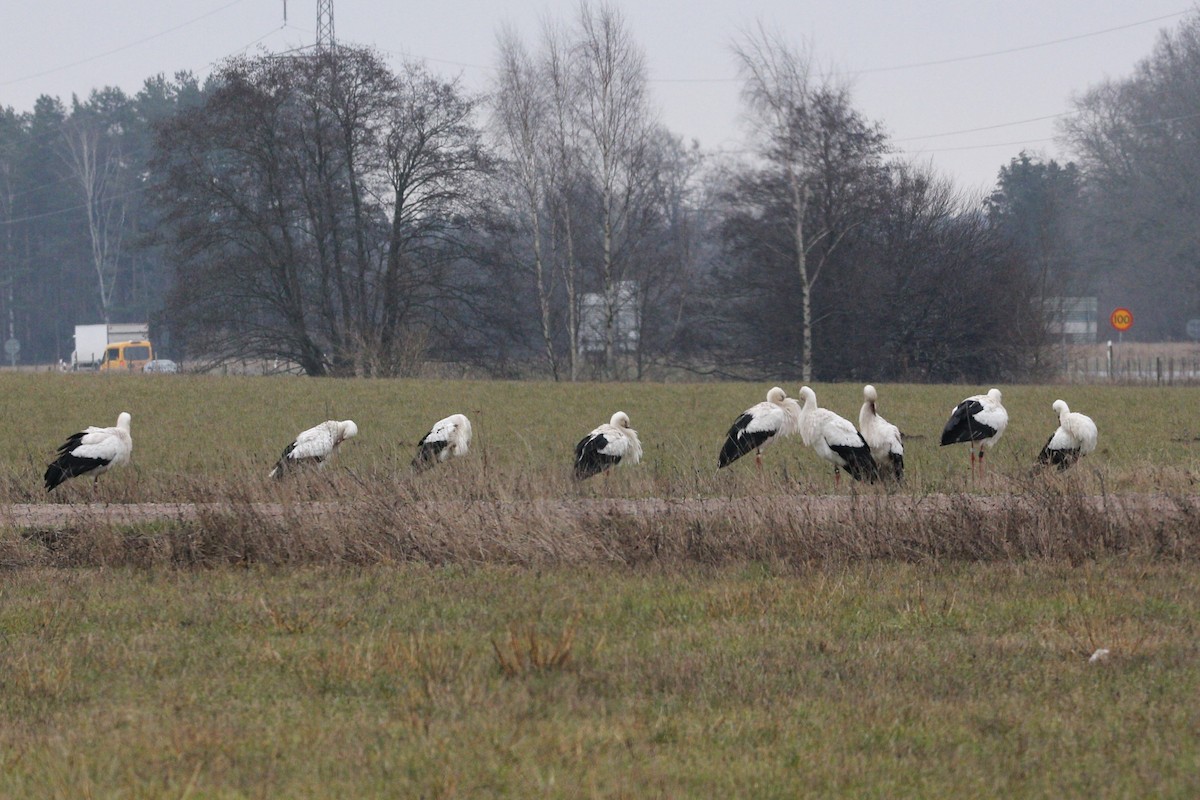 חסידה לבנה - ML629862960