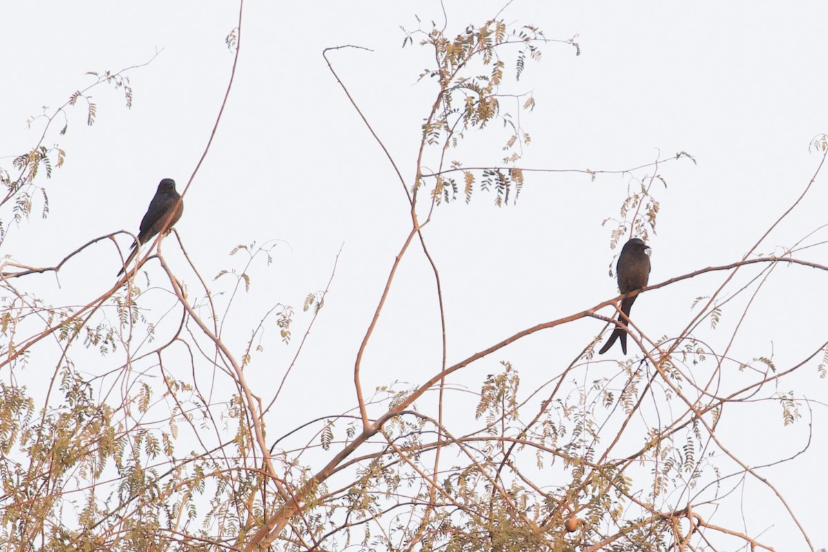 Ashy Drongo - ML629863206