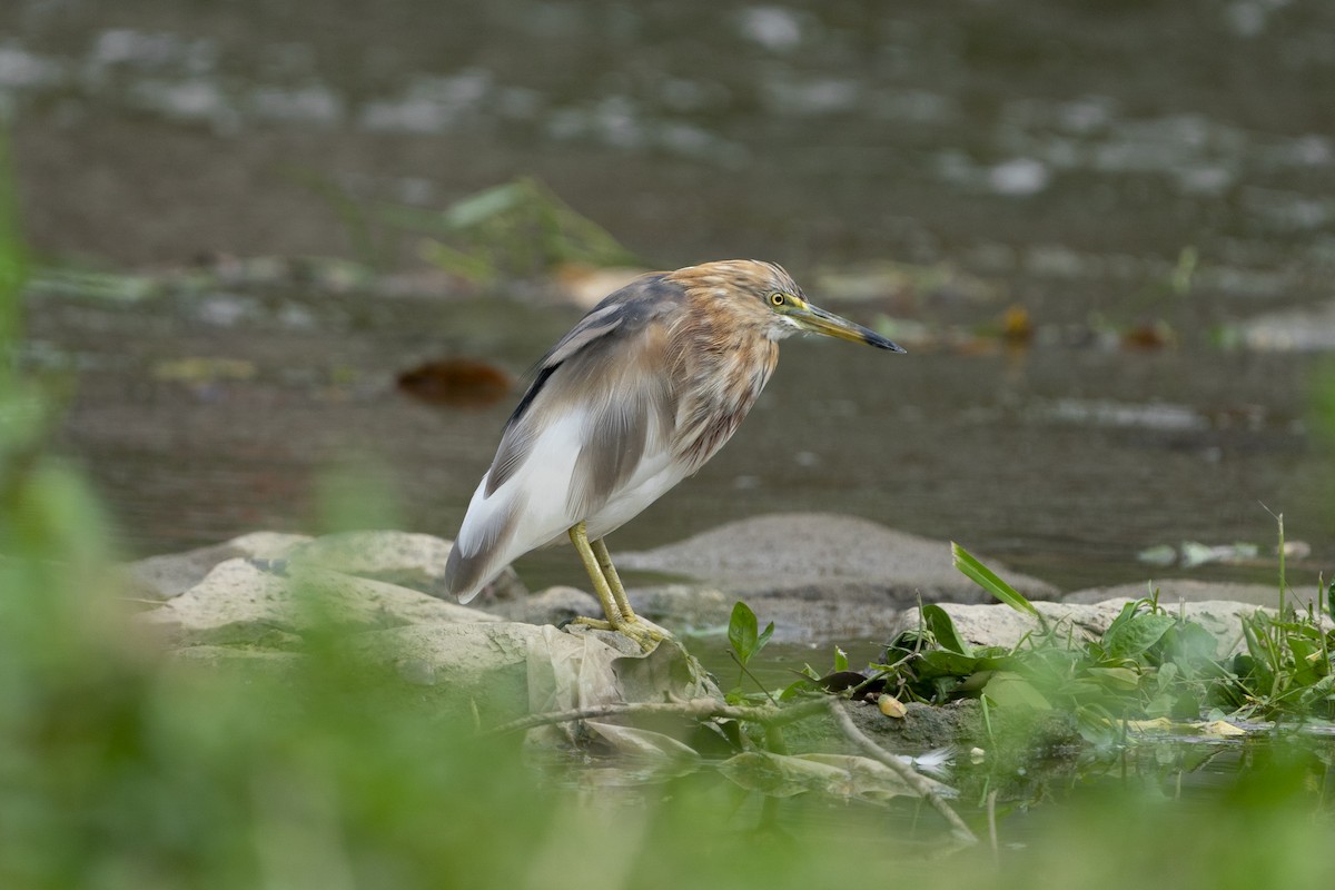 Javan Pond-Heron - ML629863207