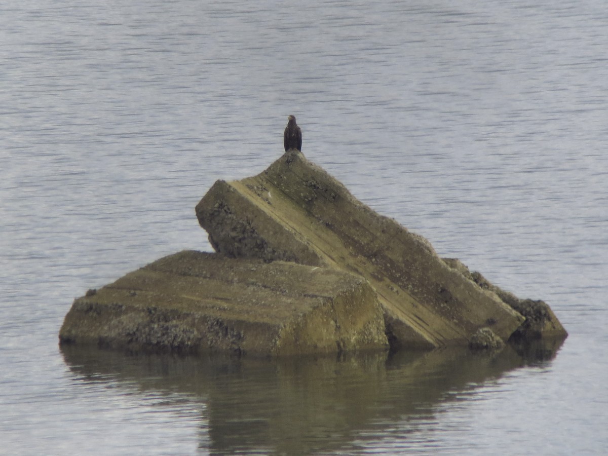 White-tailed Eagle - ML629863220
