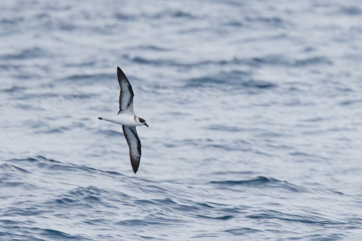 Black-capped Petrel (Dark-faced) - ML629863395