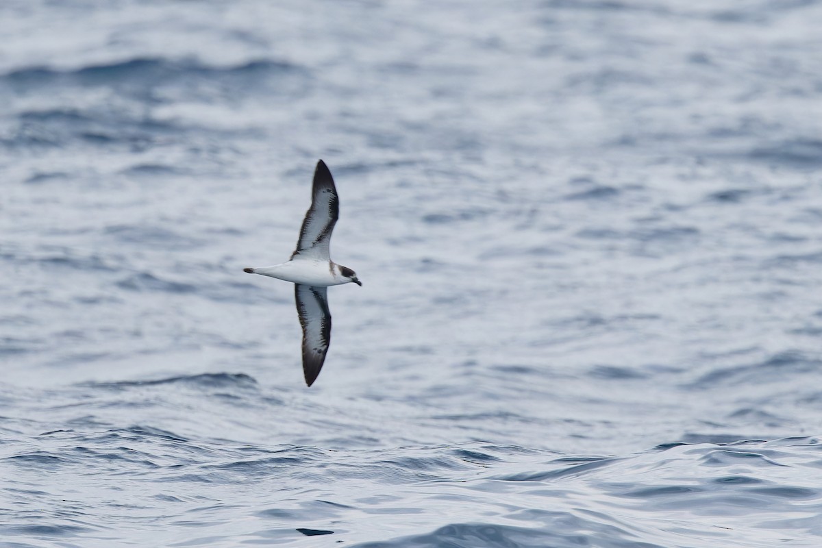 Black-capped Petrel (Dark-faced) - ML629863396