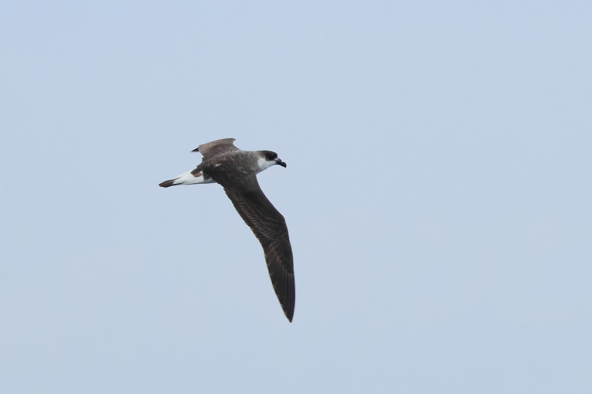 Black-capped Petrel (Dark-faced) - ML629863402