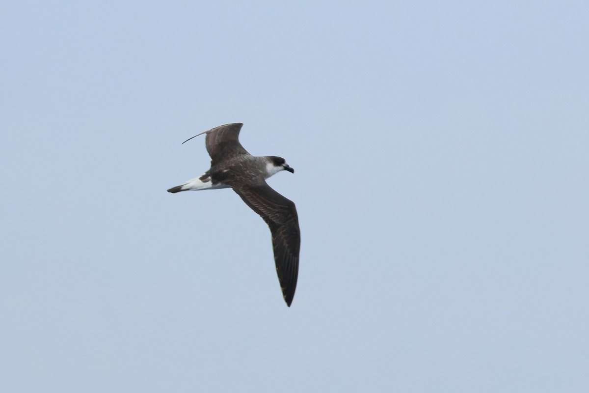 Black-capped Petrel (Dark-faced) - ML629863405