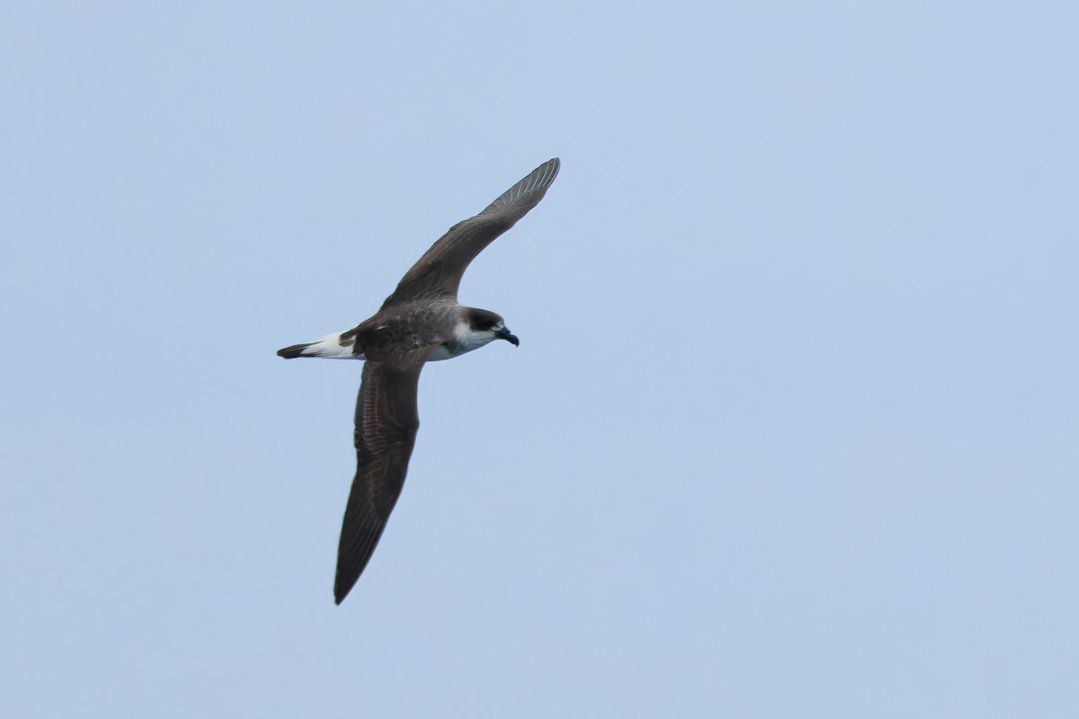 Black-capped Petrel (Dark-faced) - ML629863406