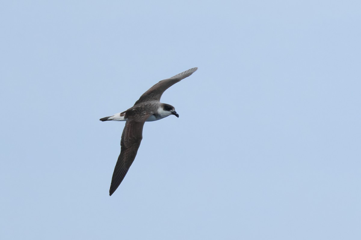 Black-capped Petrel (Dark-faced) - ML629863408