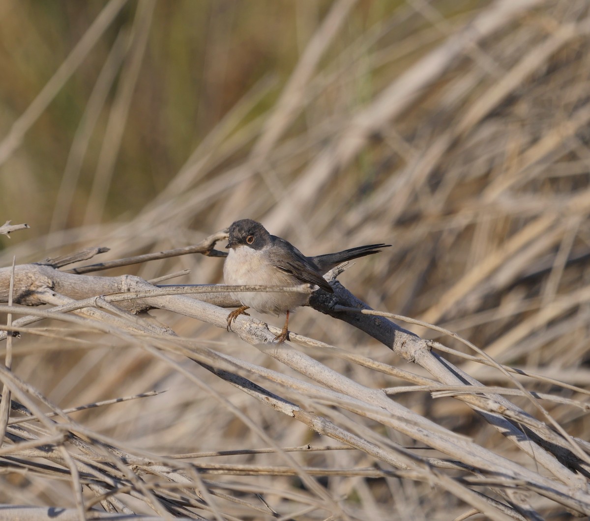 Menetries's Warbler - ML629863543