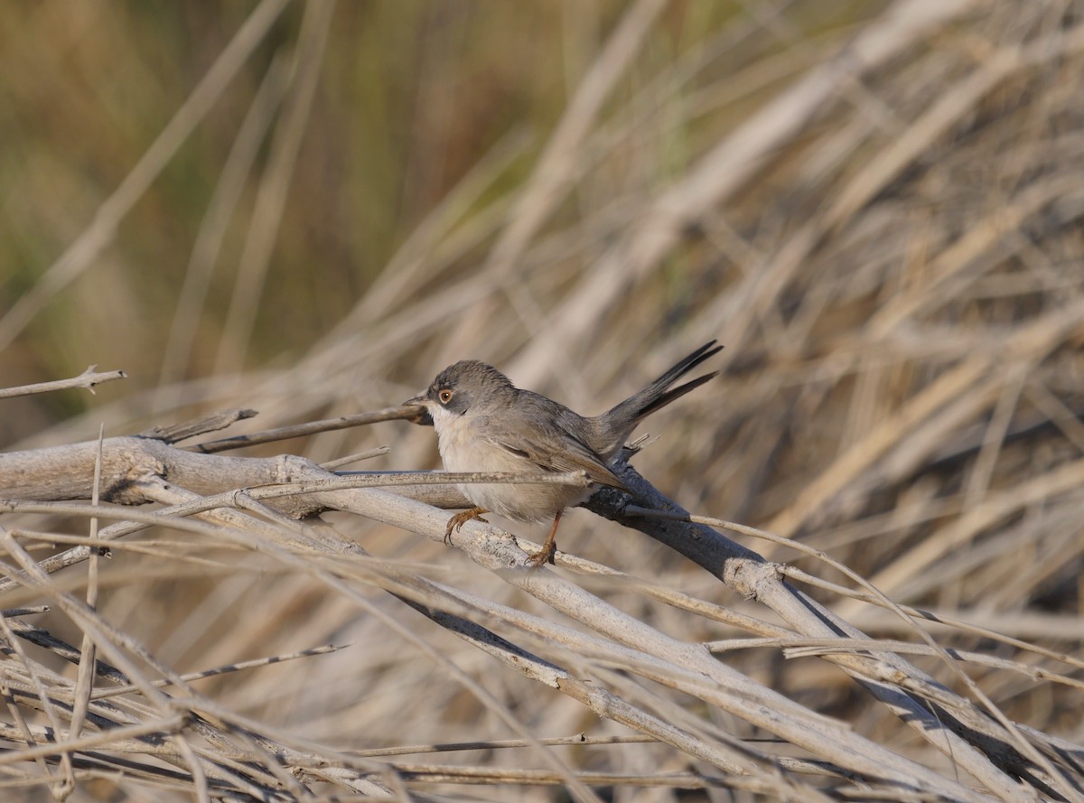 Menetries's Warbler - ML629863545