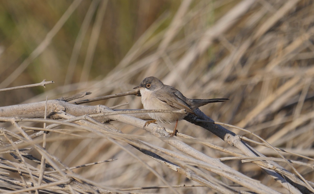 Menetries's Warbler - ML629863546