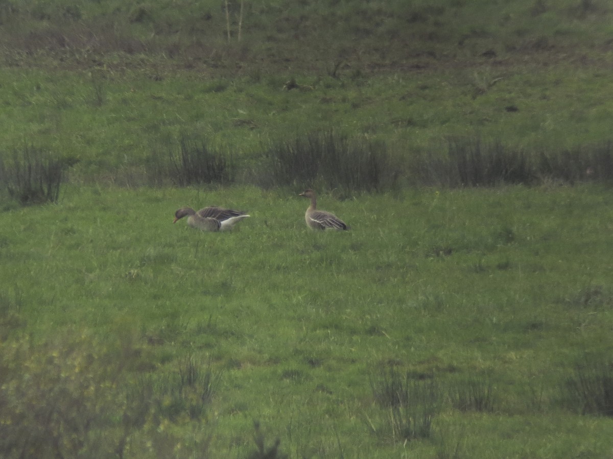 Tundra Bean-Goose - ML629863567