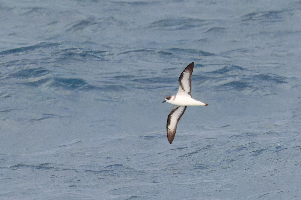 Black-capped Petrel (Dark-faced) - ML629863862