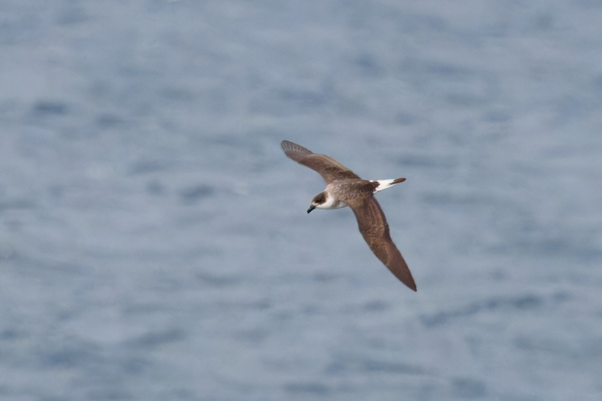 Black-capped Petrel (Dark-faced) - ML629863865