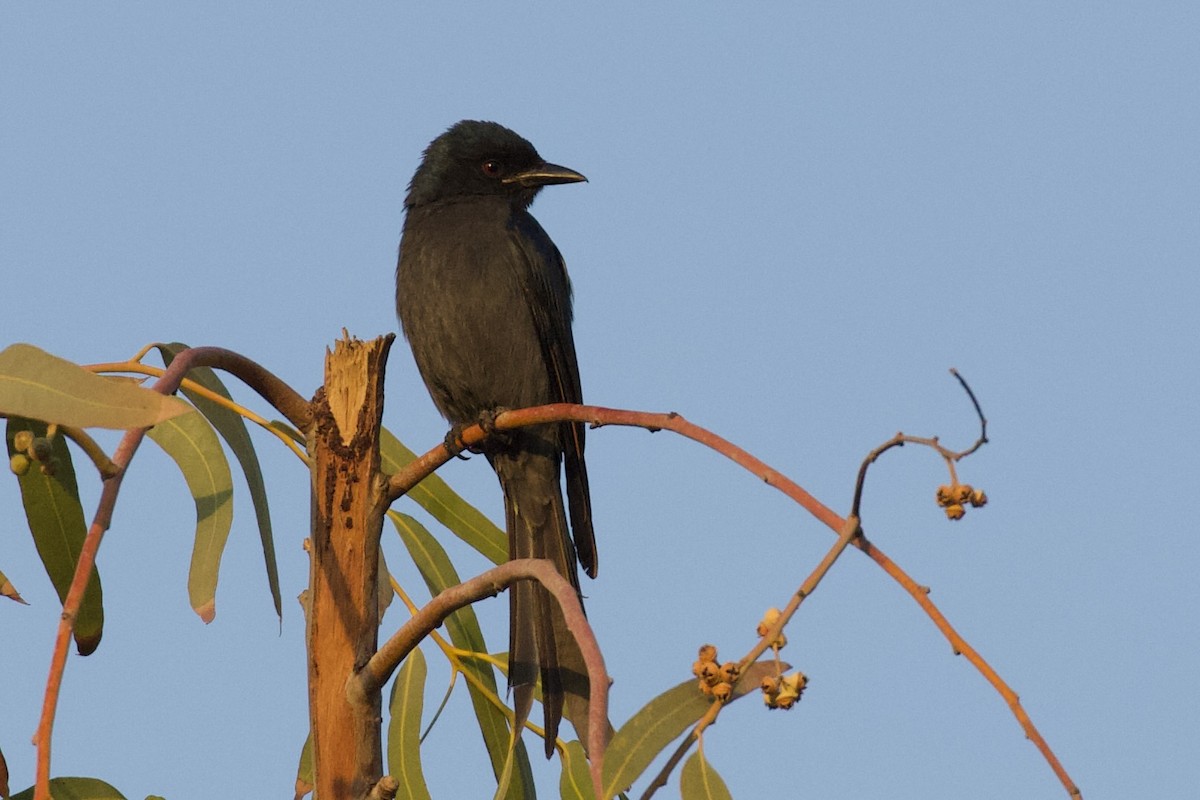 Ashy Drongo (Blackish) - ML629863868