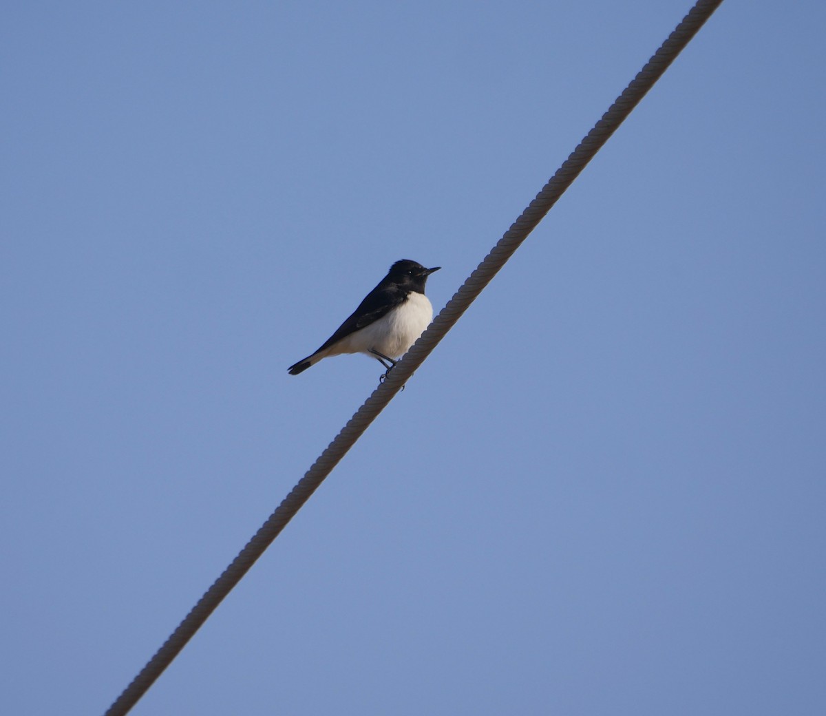 Hume's Wheatear - ML629863892