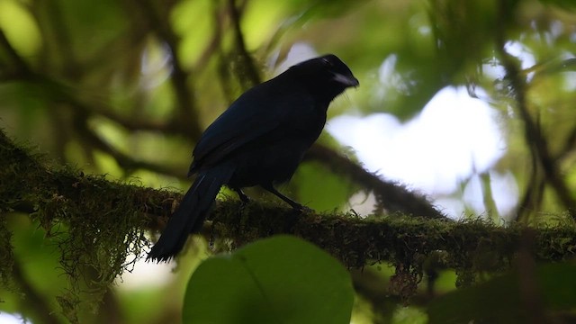 Azure-hooded Jay - ML629864010