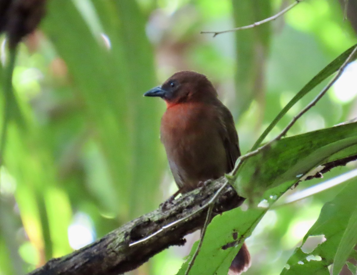 Red-throated Ant-Tanager - ML629864088