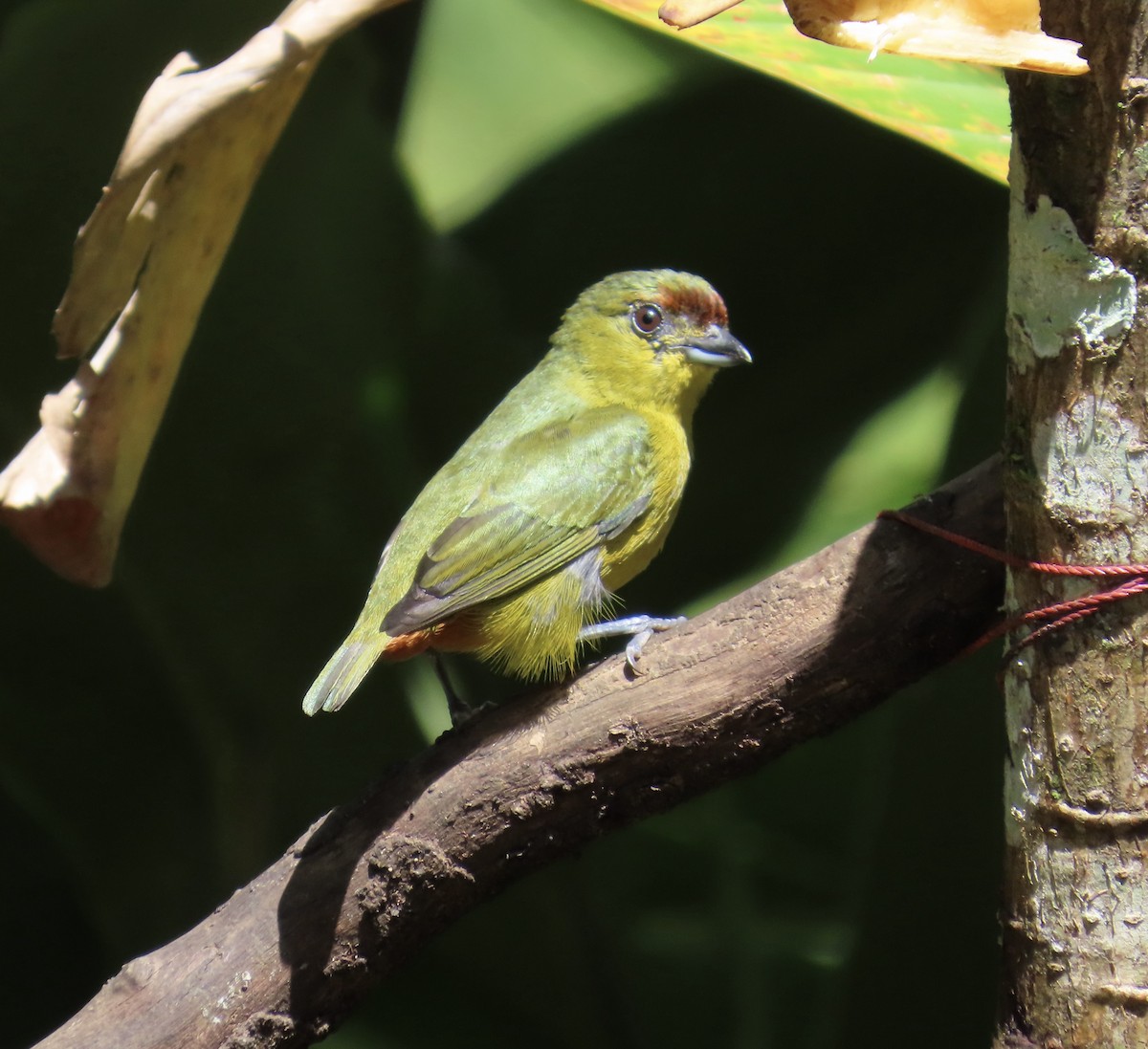 Olive-backed Euphonia - ML629864109