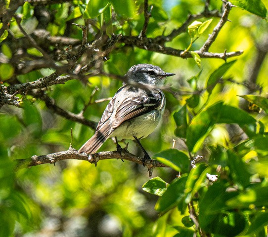 White-crested Tyrannulet (Sulphur-bellied) - ML629864131
