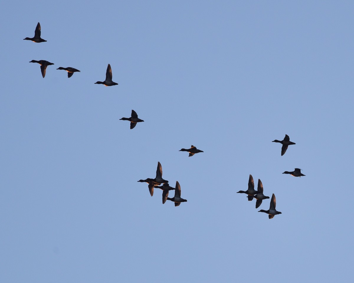Ring-necked Duck - ML629864590