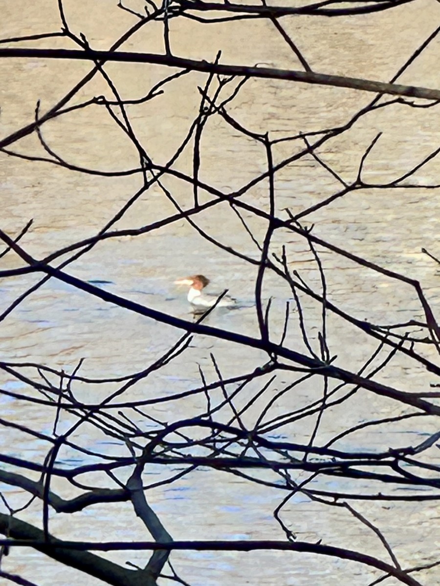 Common Merganser - ML629864681